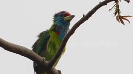 Beautiful chirping birdcall