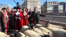 Alan Titchmarsh drives sheep over London Bridge