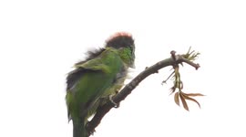 Colourful bird chirps at Indian sanctuary