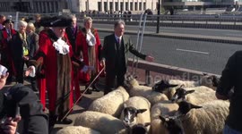Alan Titchmarsh Leads The Worshipful Company Of Woolmen's Sheep Drive Over London Bridge.