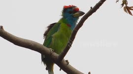 Colourful bird chirps at Indian sanctuary