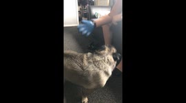 The happy hairbrush dance