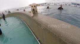 Dog falls into a pool