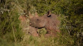 Black Rhino mother and Calf resting, red billed ox-pecker cleaning
