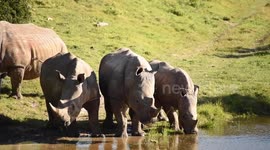 Three white rhinos drinking from watering hole
