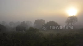 White Rhino in standing in the early morning misty sunrise