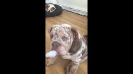 Bulldog puppy falls asleep after ripping up cushion