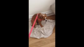 Bulldog refusing to go for a walk and hasn’t to Be dragged