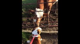 Bulldog lets a cow lick its face