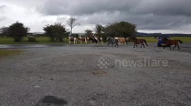 Dartmoor Wild pony stampede.