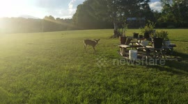 baby deer eating apples
