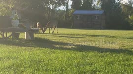 Two Baby deer and mommy coming close to humans