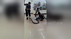 12ft-long python terrifies supermarket staff