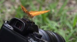 A butterfly cleaning my camera.