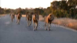 Brit tourist has incredible close encounter with pride of lionesses