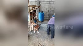 Pet dog helps its owner building house