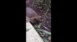 Sacha the hedgehog eating pumpkin seeds just before she should begin hibernating in 2018