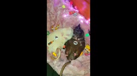 Rats had a big party
