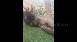 Dog Cant Resist All The Cuddles...