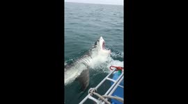 Shark breaches the water to catch bait but misses