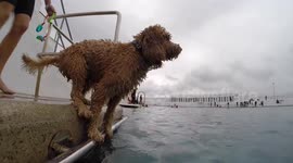 Dogs have their day at closing of famed English saltwater Pool
