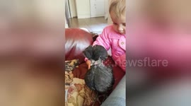 Animal-loving toddler plays with baby chickens