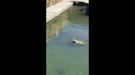 This seadog plays fetch in a harbour
