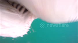 Super sharp teeth... White shark bites camera and the camera survives!