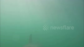 Another Shark Bites the Camera! Get an inside look at the inside of its mouth