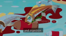 Our sea animals are imploring for help!