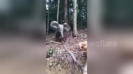 Real-life Dumbo scares off dogs in Gabon, Africa