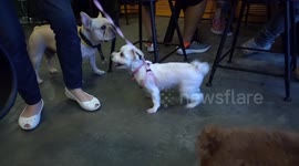Dogs having fun in Hong Kong restaurant