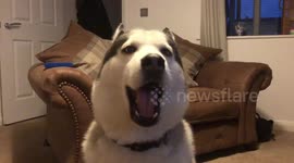 Husky emits strangely high-frequency whine when he's not quite happy