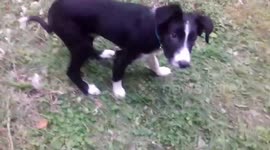 New Pet Border Collie-Sheep Dog