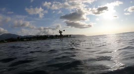 Haleiwa Hawaii sea turtle