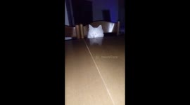 Cute kitty