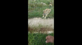 Lion roaring