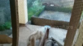 Dog trying to howl but FAILED