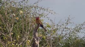 On Safari in Botswana