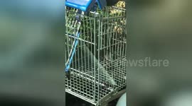 Horrifying footage shows rats scurrying around in Tesco trolleys