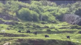 Brazen leopard hunts goat in front of helpless shepherds