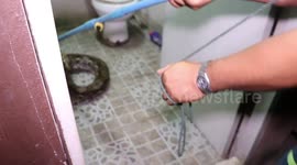 Grandmother finds 15ft long python hiding in toilet