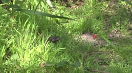 An old King's Skink lizard emerging for food – then running off