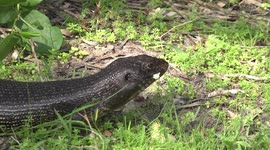 An old King's Skink lizard eating banana – close-up