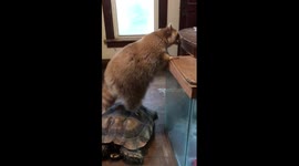 Raccoon and Tortoise shenanigans
