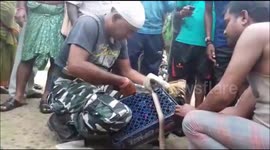 Snake rescuer frees deadly king cobra from plastic drinks pallet