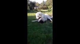 Wairarapa Eco Farm CSA: Weird Animal Friendships