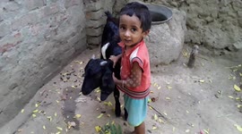 kids playing with goat