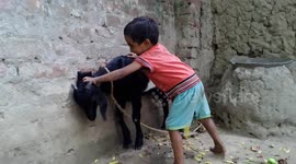 little kids playing with pet goat