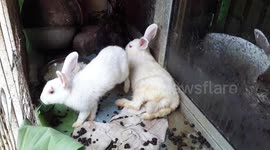 Cute Rabbit Eating Tree Leaf